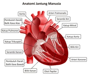 Ciri Jantung Catatan Kecilku Anatomi Gambar Kodok